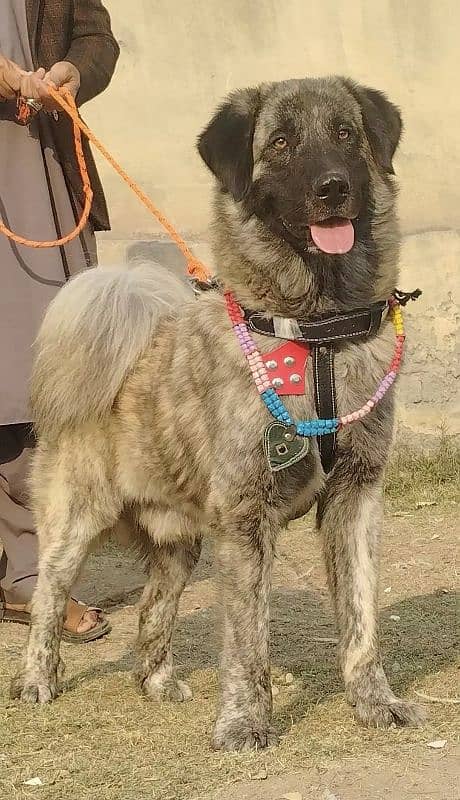 pure kady bakhar Waal male age 11 month full sequrty train for sale 1