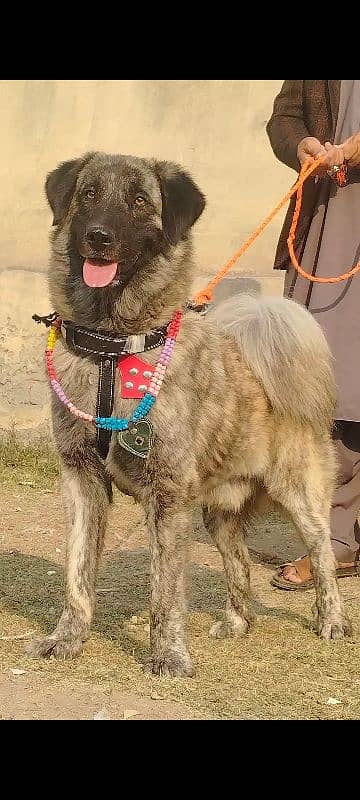 pure kady bakhar Waal male age 11 month full sequrty train for sale 2