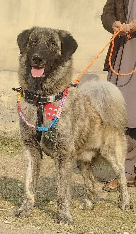 pure kady bakhar Waal male age 11 month full sequrty train for sale 3