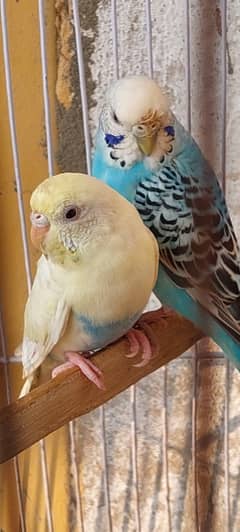 Australian budgies