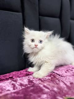 persian kitten for sale