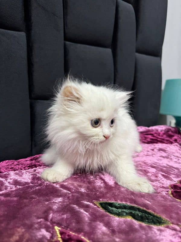 persian kitten for sale 1