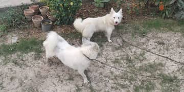 Pure russian Dogs hary and zoi