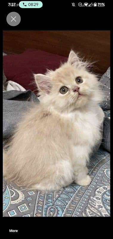 PERSIAN CAT FOR SALE 0