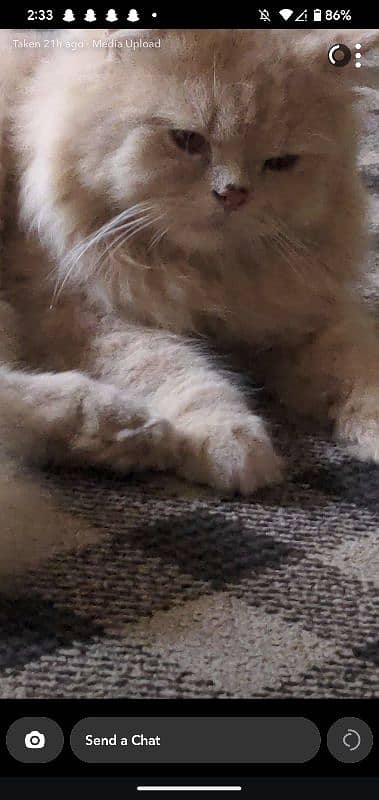 PERSIAN CAT FOR SALE 1