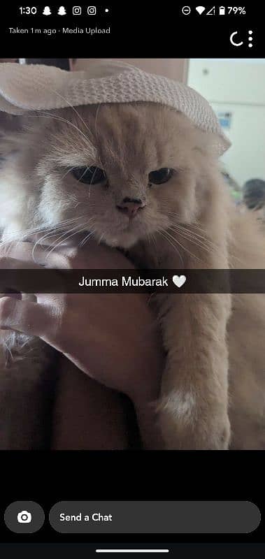 PERSIAN CAT FOR SALE 2