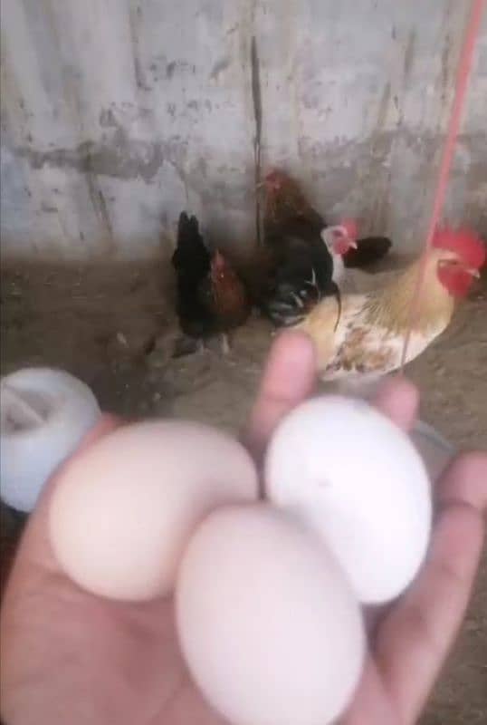 organic desi eggs fresh 0