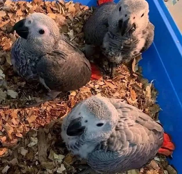 African grey parrot chicks for sale 0325=3982=747 0