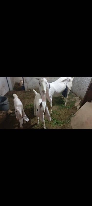 Gulabi Bakri with 2 kids 3