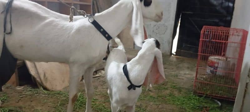 Gulabi Bakri with 2 kids 8