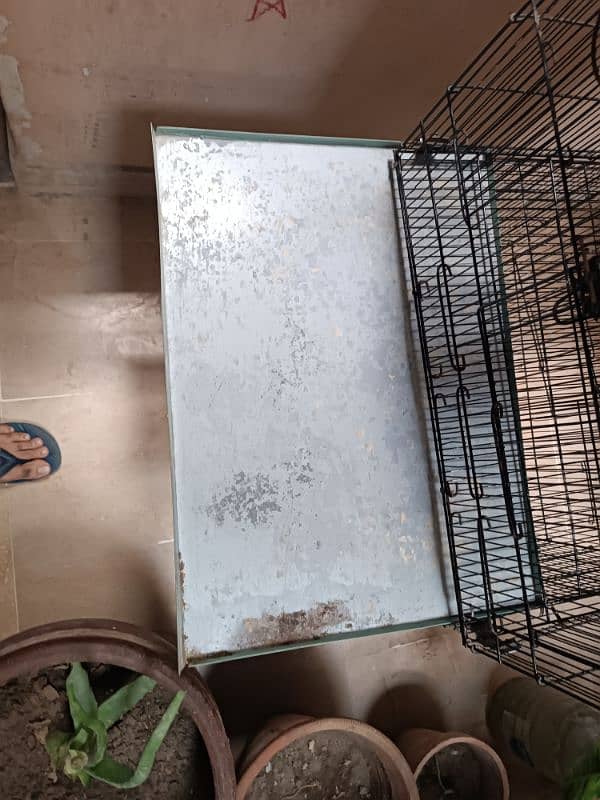 parrot love birds cages for sale 10