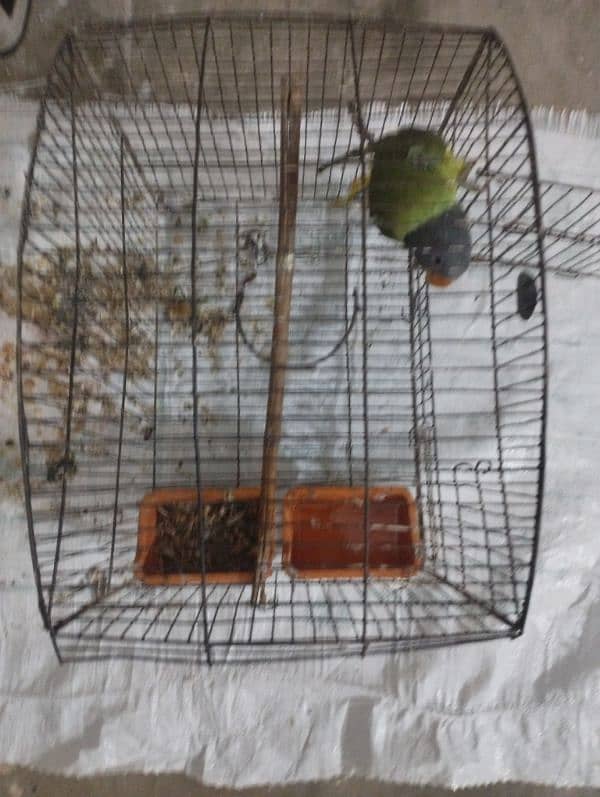 Small Cage For Urgent Sale 0