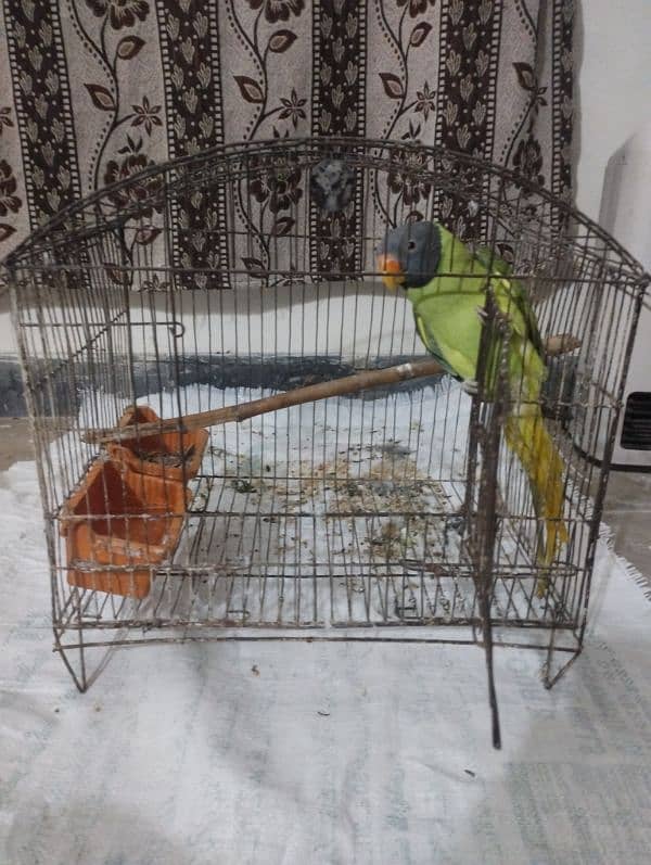 Small Cage For Urgent Sale 1