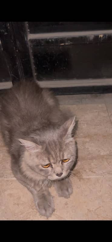 persian cat with 2 cubs 0