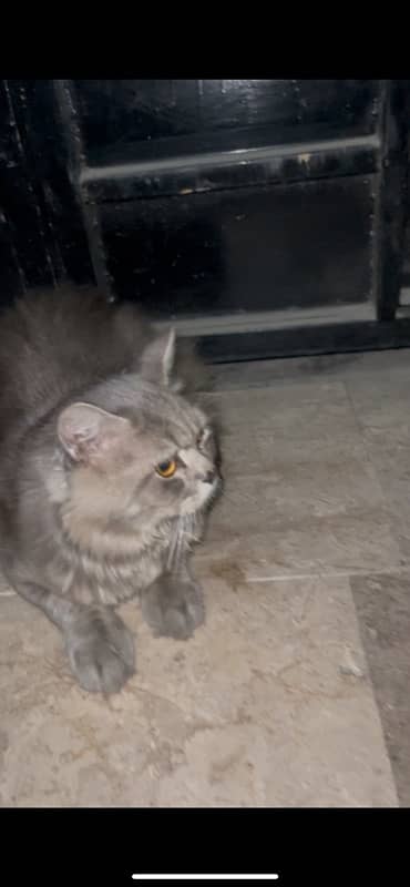 persian cat with 2 cubs 1