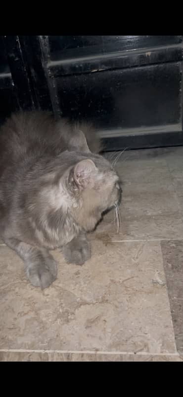 persian cat with 2 cubs 2