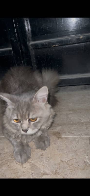 persian cat with 2 cubs 5