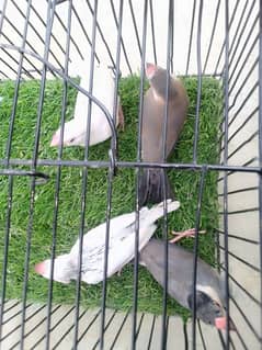 silver,white and grey java chick