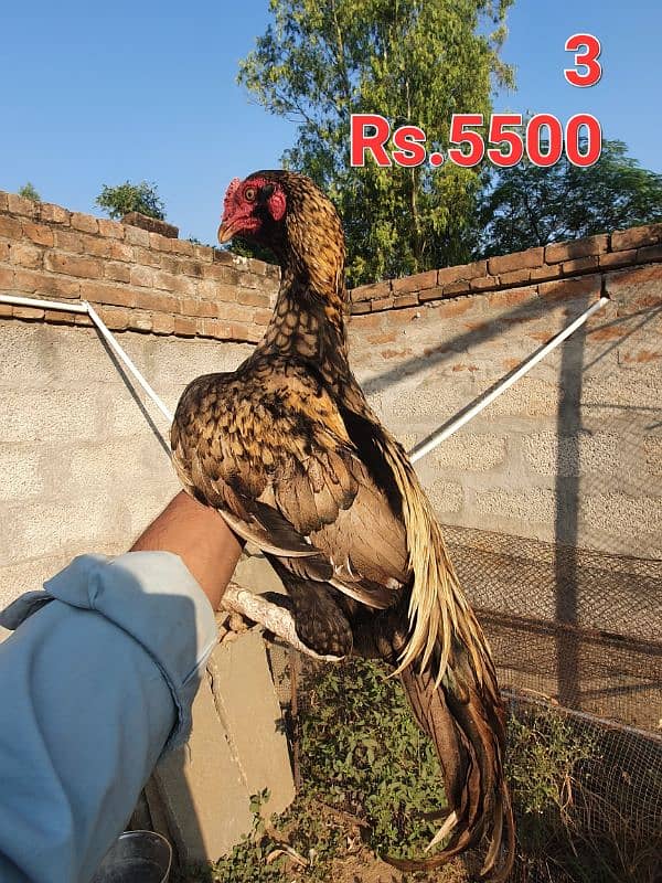 5 murga for sale motlif price ma 2