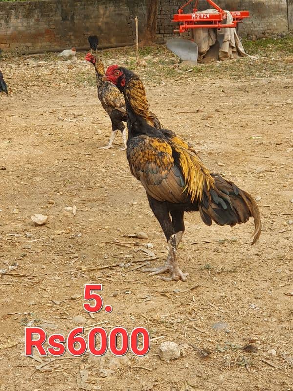 5 murga for sale motlif price ma 4