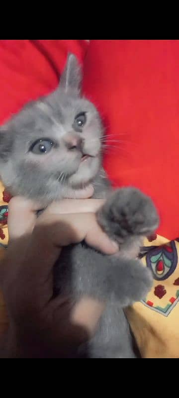 persian kitten available 1