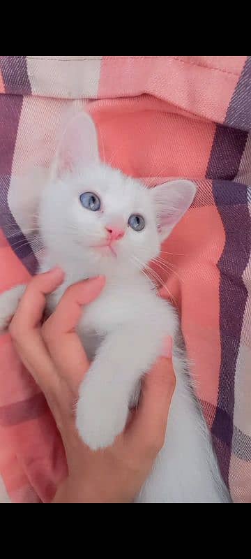 persian kitten available 2