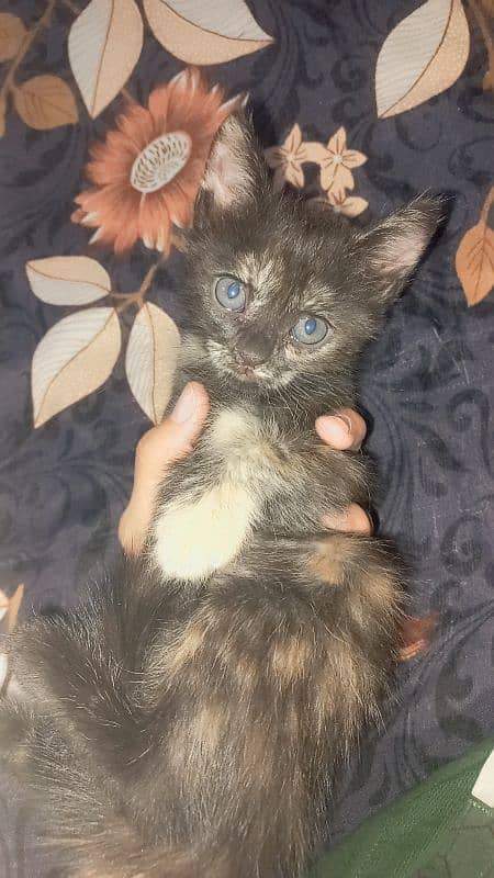 persian kitten available 4