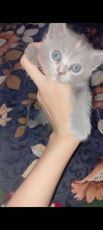 persian kitten available 5