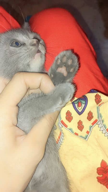 persian kitten available 6