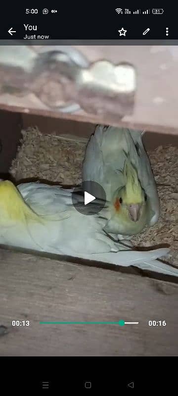 Common White Breeder Pair 1