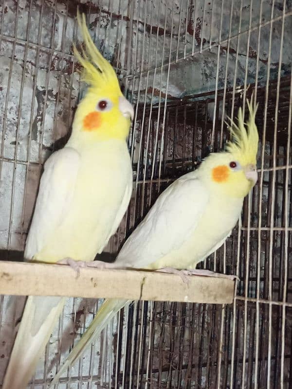 Common White Breeder Pair 3