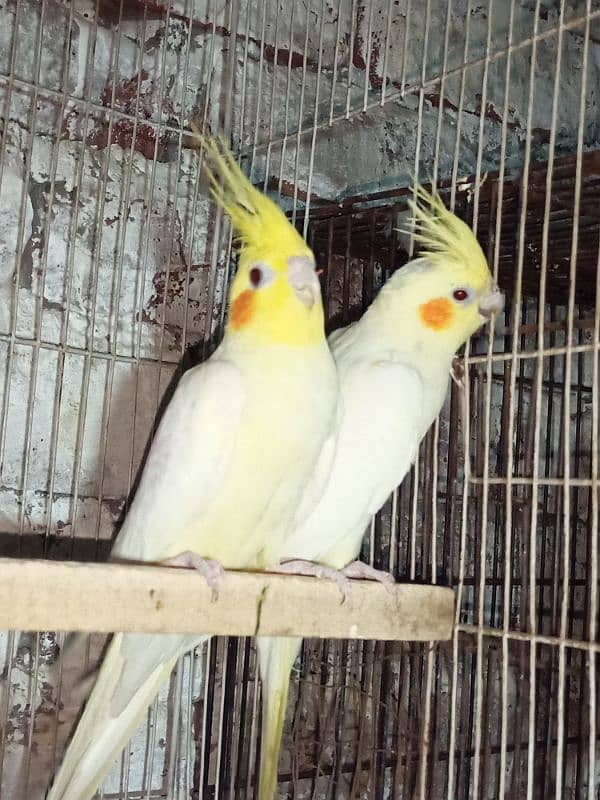 Common White Breeder Pair 4