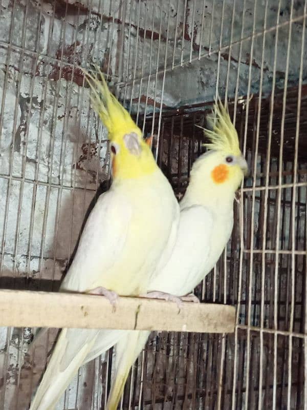 Common White Breeder Pair 5