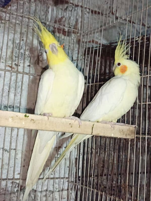 Common White Breeder Pair 6