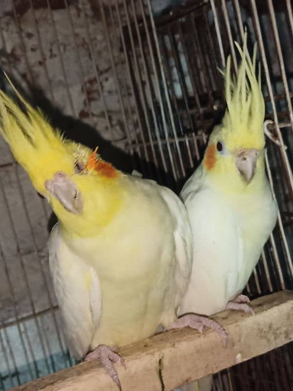 Common White Breeder Pair 7