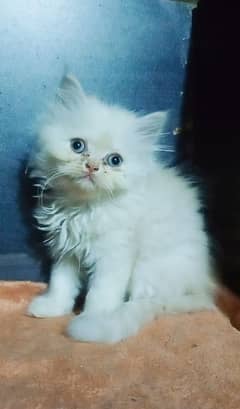 Persian kitten