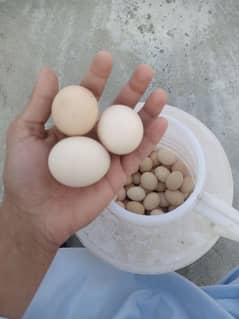 Desi Eggs (Fertile)