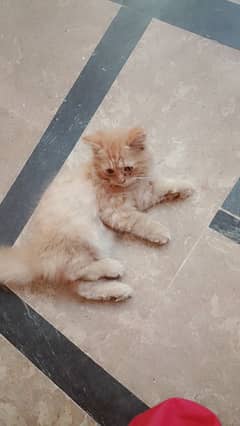 Cute Persian male cat