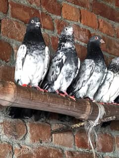 Teddy nar kabutar kabotar pigeon