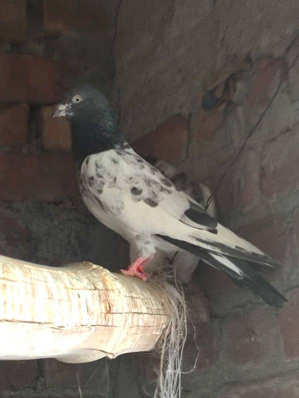 Teddy nar kabutar kabotar pigeon 1