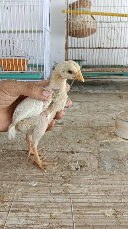 Heera chicks for sale 0