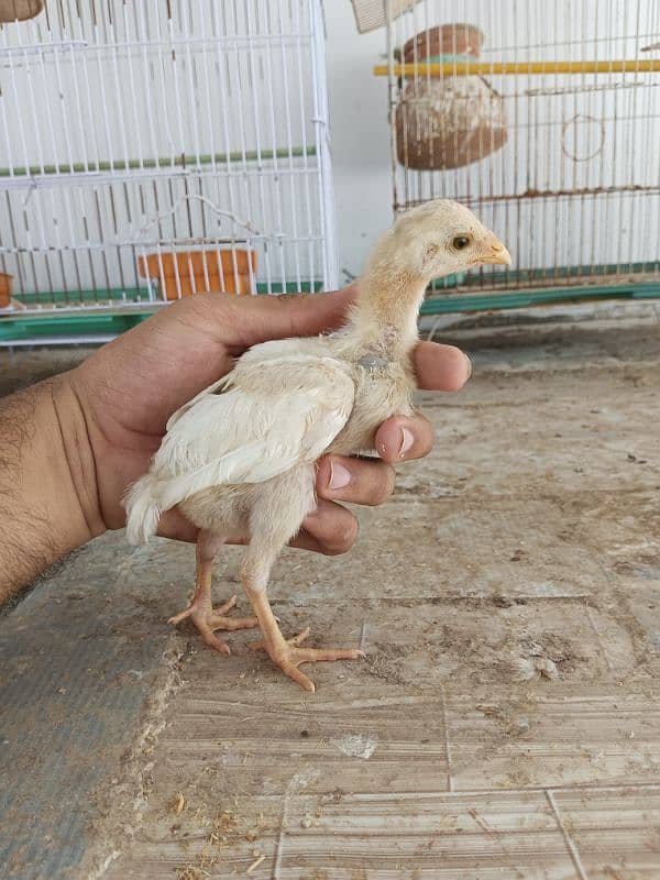 Heera chicks for sale 1