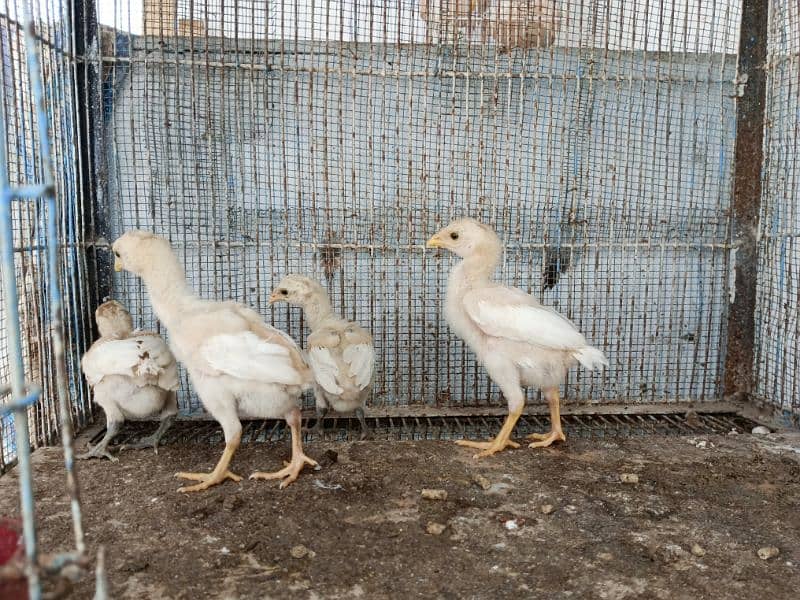 Heera chicks for sale 3