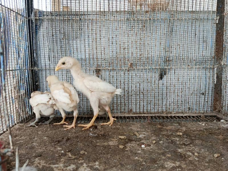 Heera chicks for sale 4