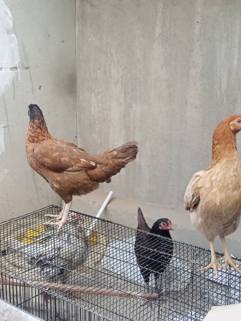 Hens for sale 0