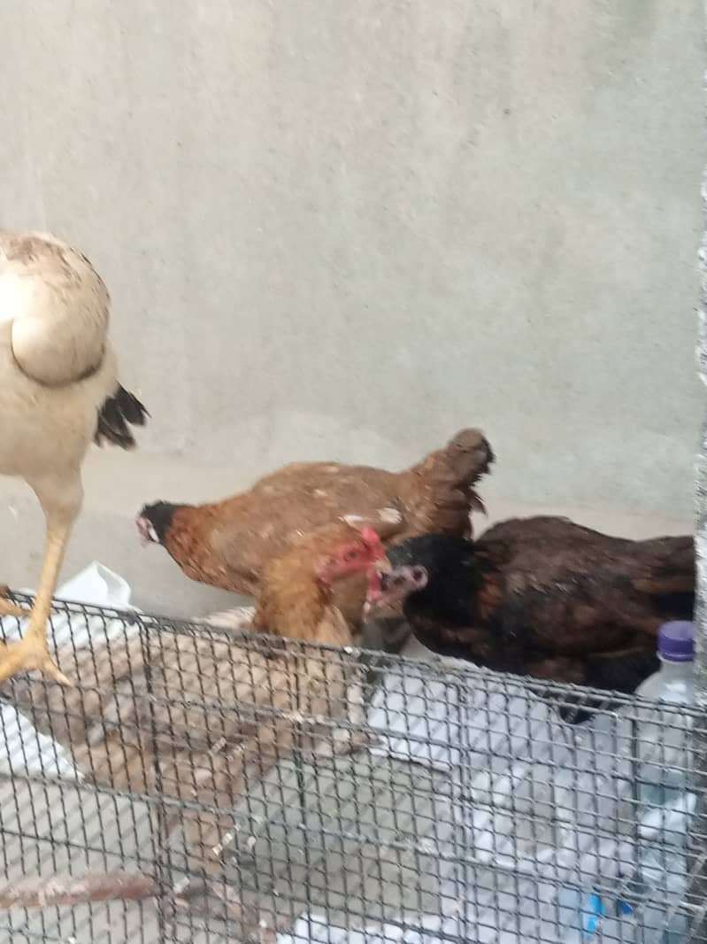 Hens for sale 3