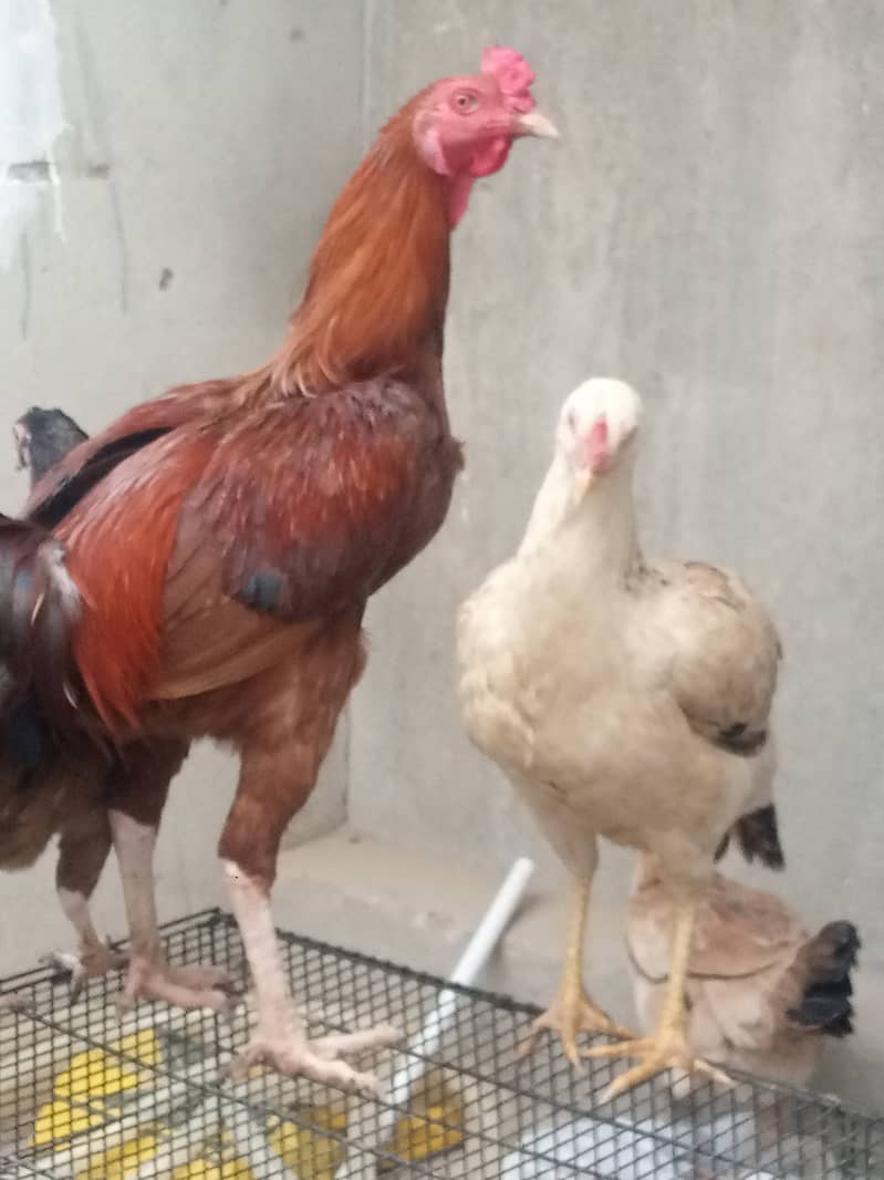 Hens for sale 4