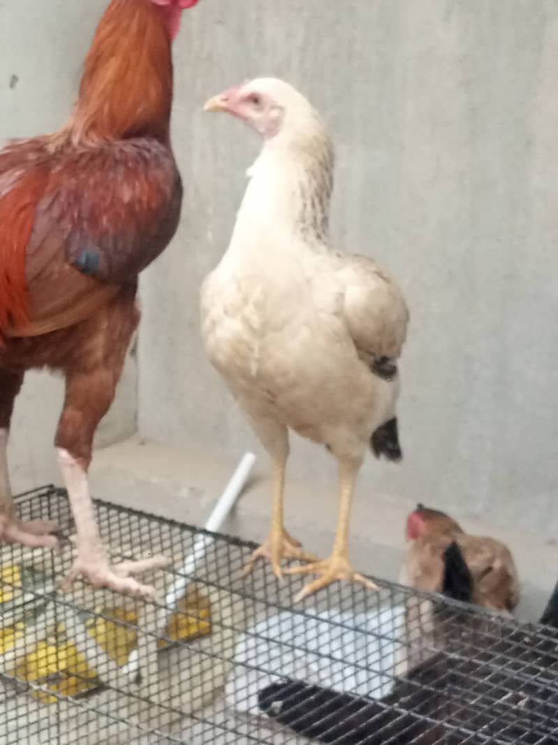 Hens for sale 5