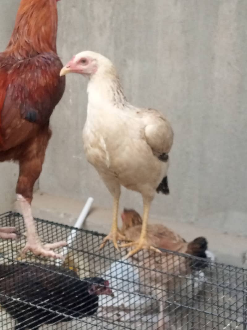 Hens for sale 6