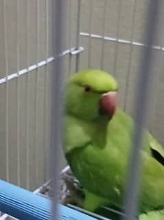 Pakistani talking parrot